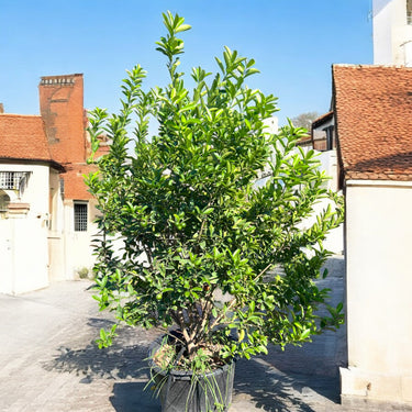 Green Lemon Tree